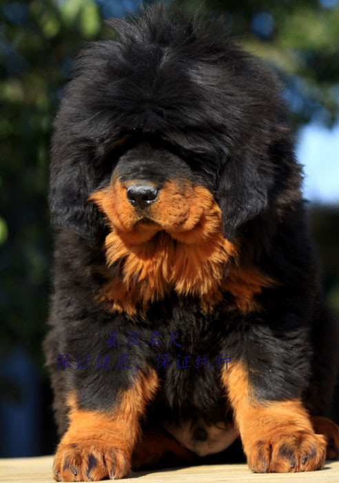出售纯种藏獒犬幼犬活体西藏藏獒犬狮子头红色藏獒黑色铁包金藏獒
