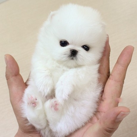 博美纯种白色幼犬活体茶杯犬博美俊袖珍犬长狗狗