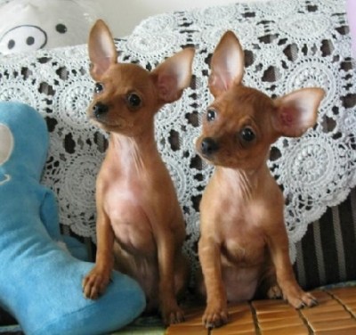 迷你杜宾犬幼犬高品质小鹿犬活体宠物出售纯种精品鹿娃娃活体包邮