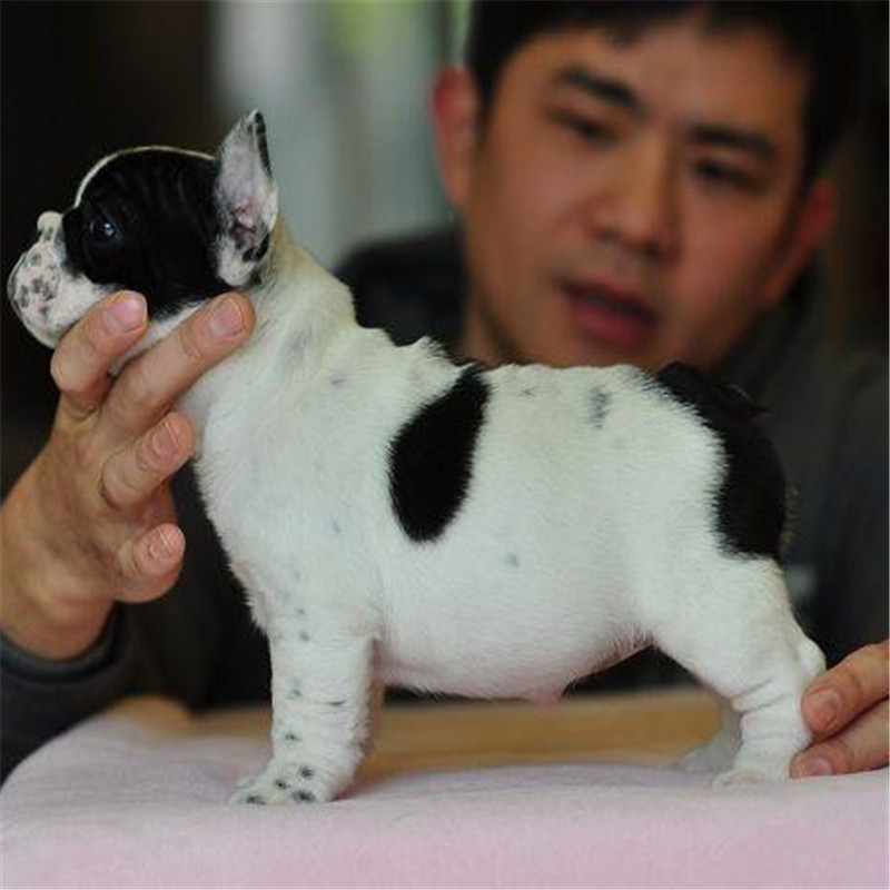 斗牛犬出售纯种种法斗幼活体奶油法国短毛斗牛狗狗