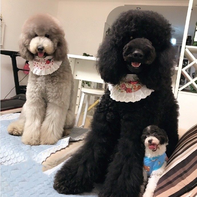 纯种巨贵犬家养巨贵幼犬黑白红灰花巨贵活体巨型泰迪宠物狗狗