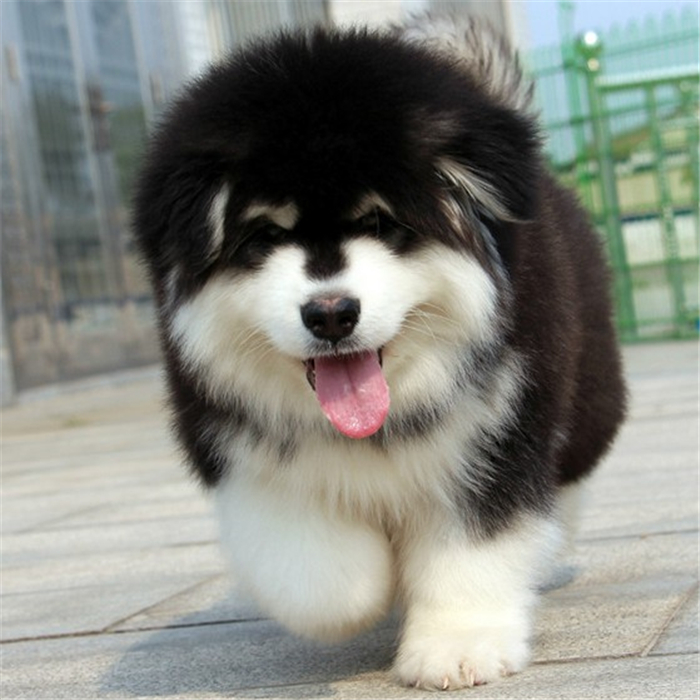纯种阿拉斯加幼犬活体熊版阿拉斯加犬宠物狗雪橇犬桃子脸红白大型