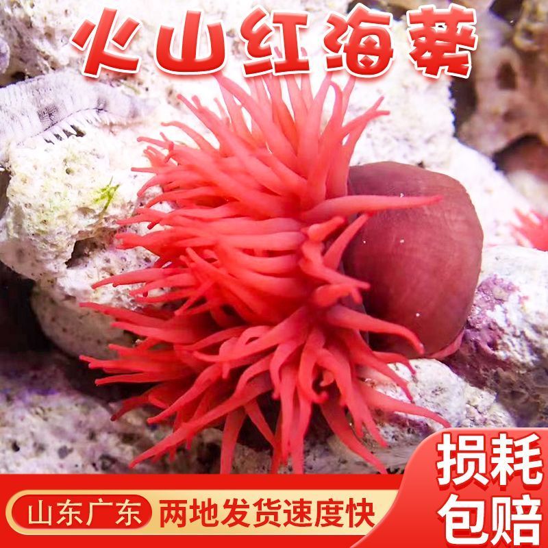 海水生物观赏海葵红火山LPS软体珊瑚尼莫共生海葵绿石葵樱花海葵