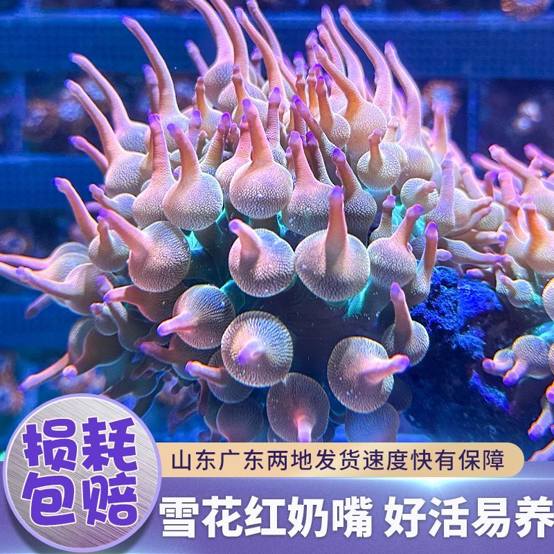 雪花红奶嘴海葵荧光绿红海葵珊瑚绿地毯小丑鱼共生软体