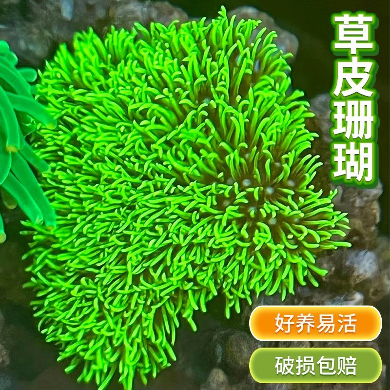 荧光绿草皮珊瑚 北海绿草皮日本草皮lps软体人工草皮珊瑚生物
