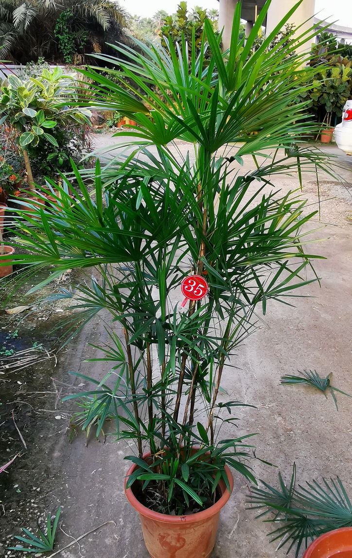 金山棕棕竹常绿植物一物一拍办公室室内大型绿植盆栽多省包邮