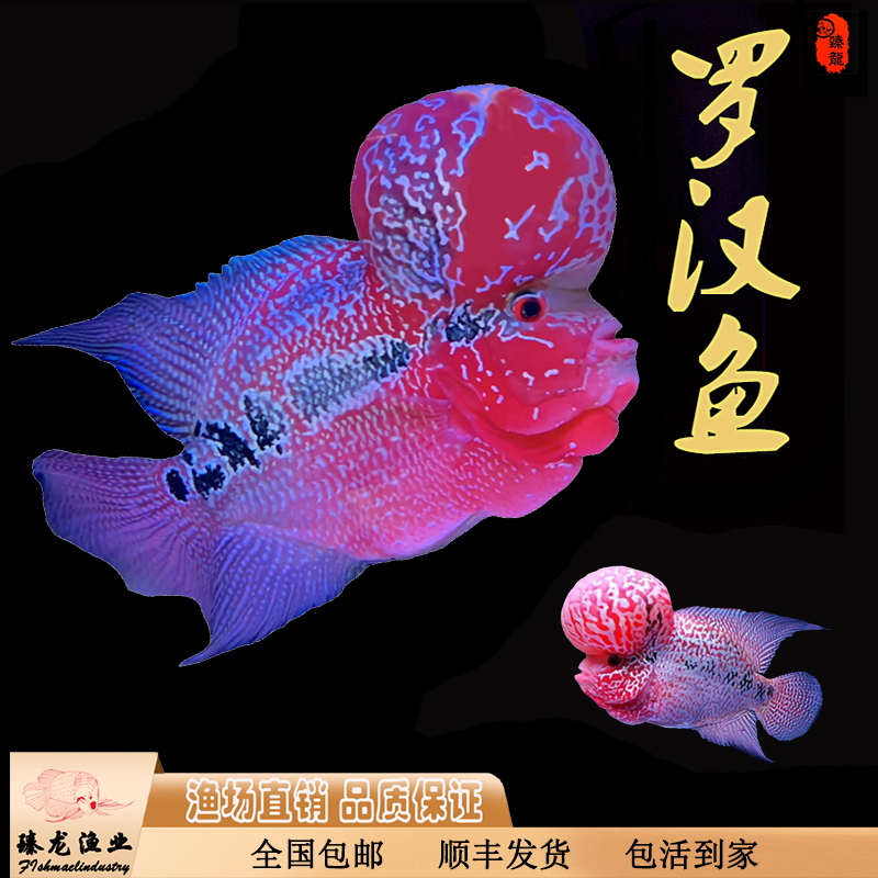 精品鸿运罗汉鱼活体泰国进口爆头珍珠马骝热带淡水观赏金花罗鱼苗
