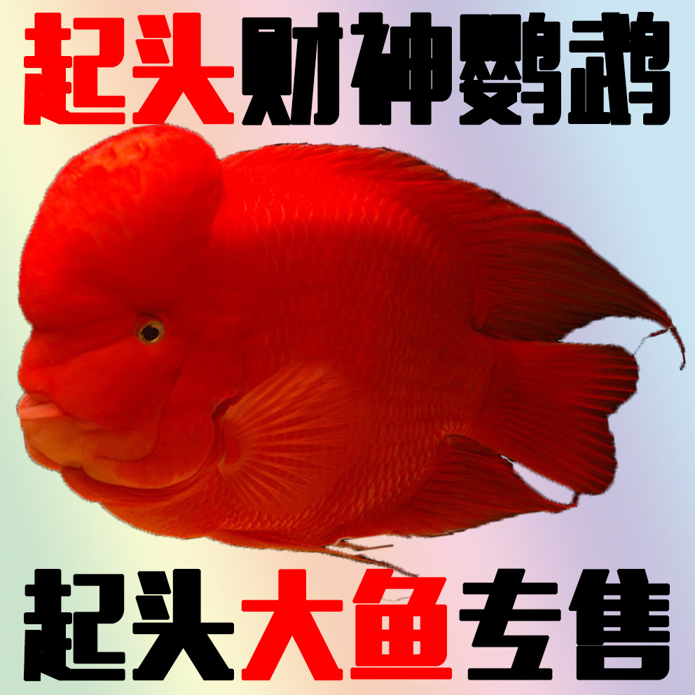 发财鱼活体红财神
