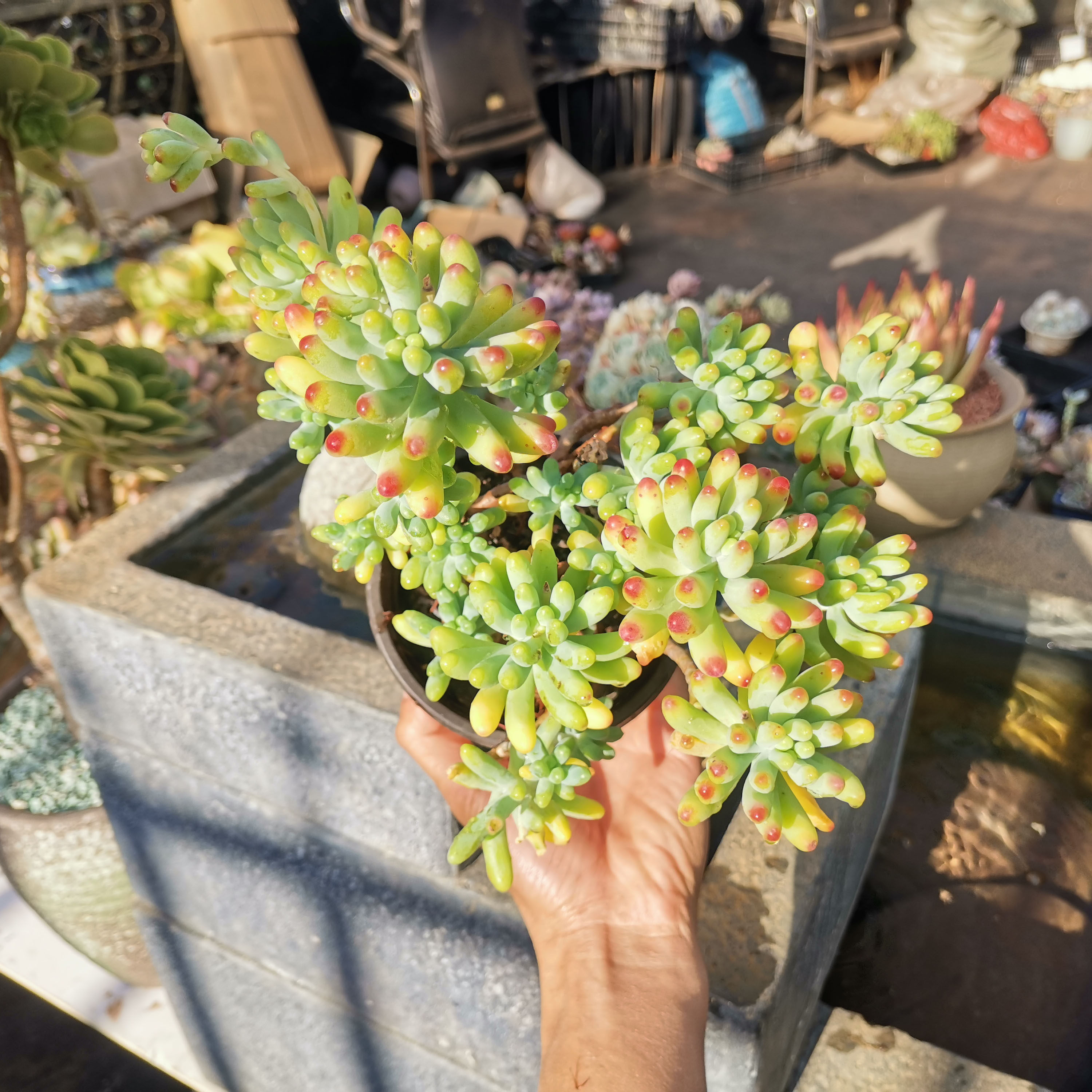 信心花舍果冻乙女心超大老桩多肉植物云南露养新手花卉室内盆栽