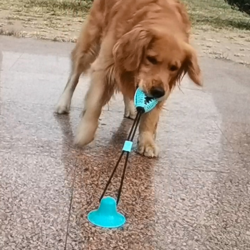 Dogs Toys Boredom Artifact Molar Teddy Fund hair Toys own Pets Suppliesin the Pet/Pet food and supplies , Cat/Dog Toys , Rubber Ball/Ball Toys category - from Buy2taobao.com to provide professional Taobao agent buy service