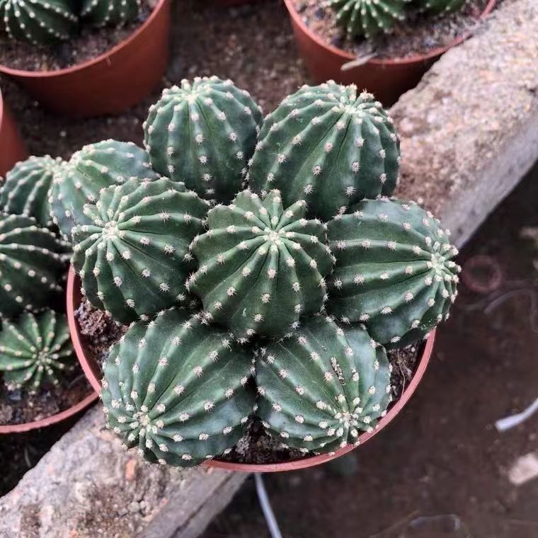 多头实生黑金刚仙人球 多肉植物开大