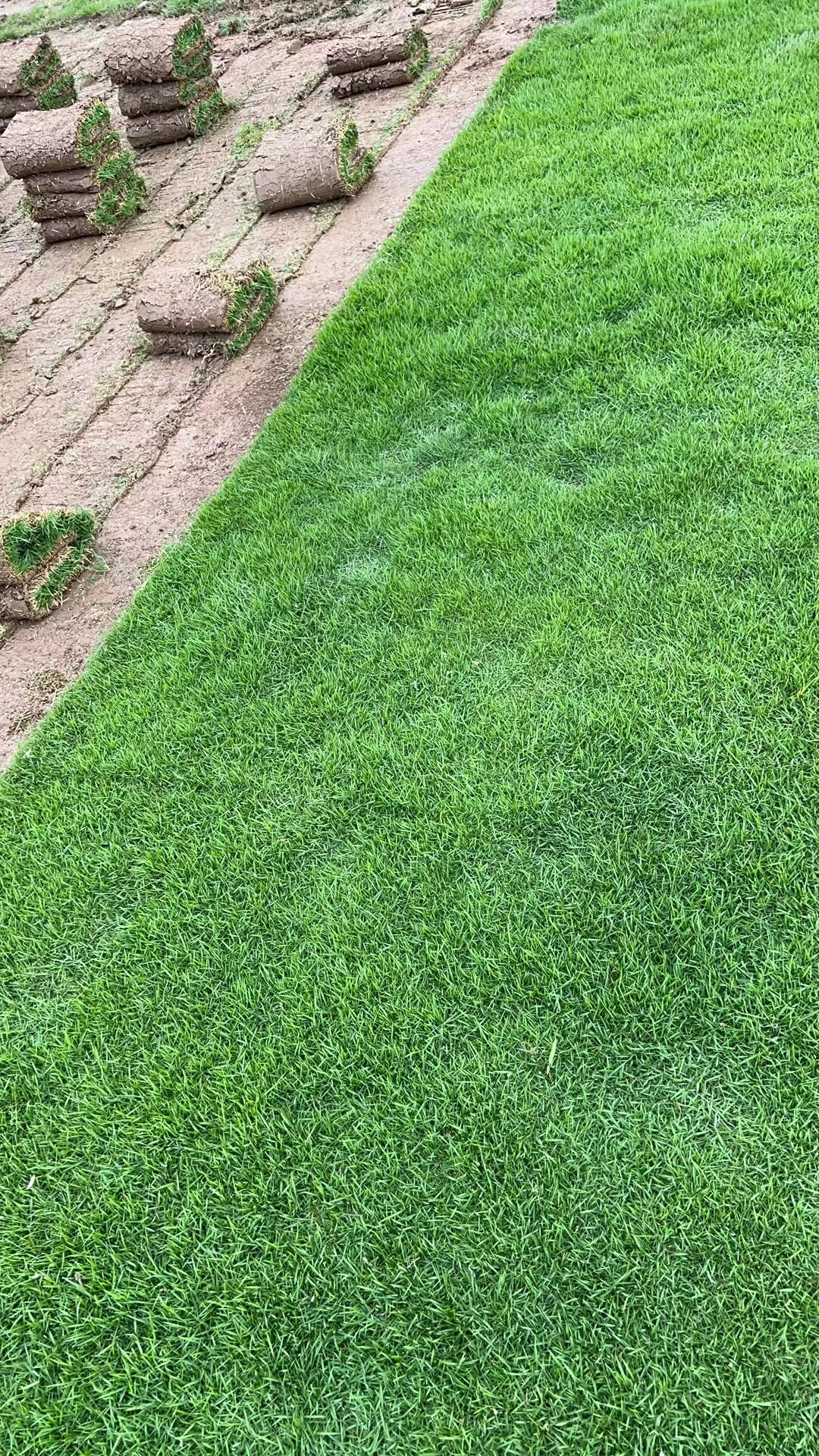 带泥土真草草坪草皮马尼拉四季青别墅庭院园林绿化果岭草百慕大