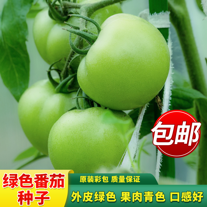 北方贼不偷绿番茄种子东北绿柿子绿色大番茄种子樱桃番茄种籽