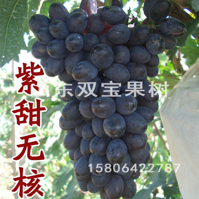 山东扦插晚熟紫甜无核a17葡萄树苗