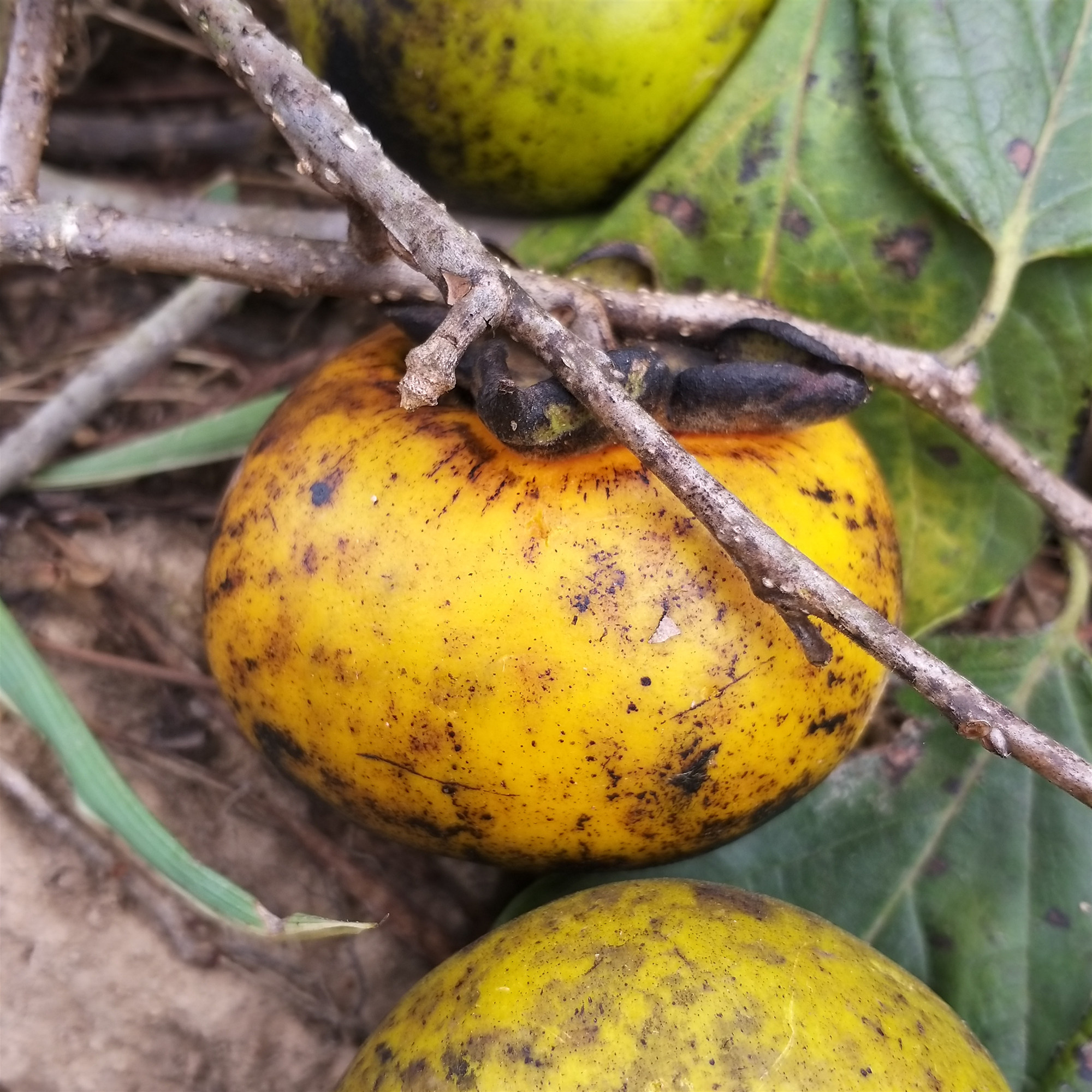 冻柿子新鲜_现摘野生油柿子5斤新鲜甜软柿子蜜柿孕妇水果老树非脆柿皮