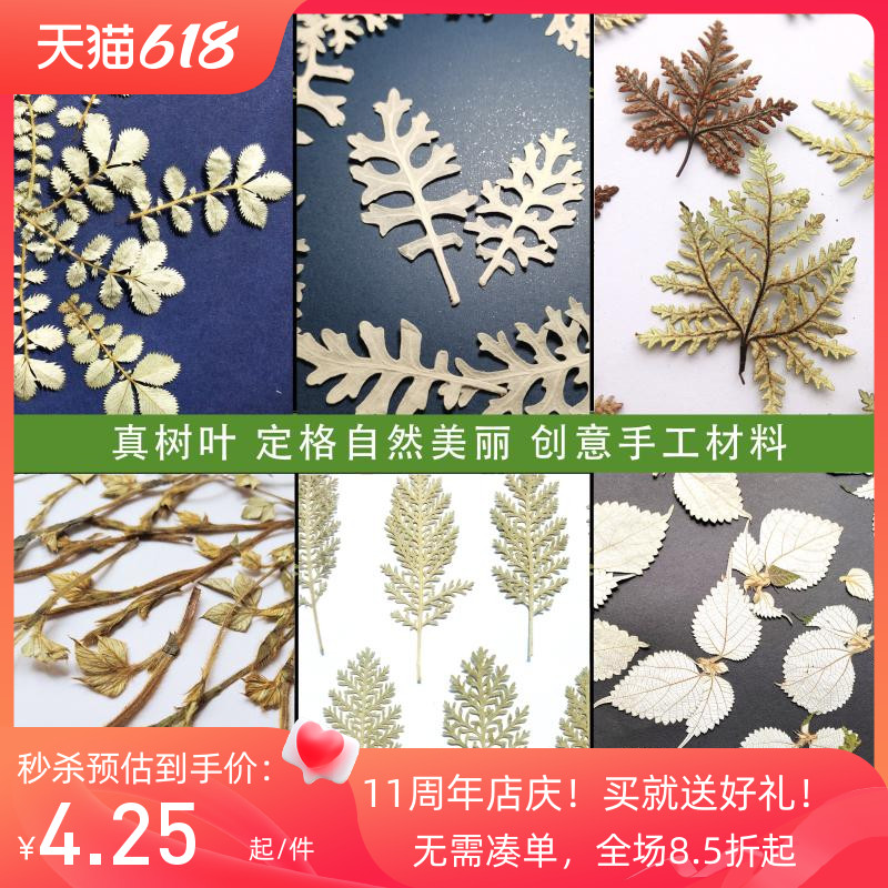 白色树叶反白叶苎麻叶银葛叶银叶菊鳄鱼皮干花真树叶标本手工材料