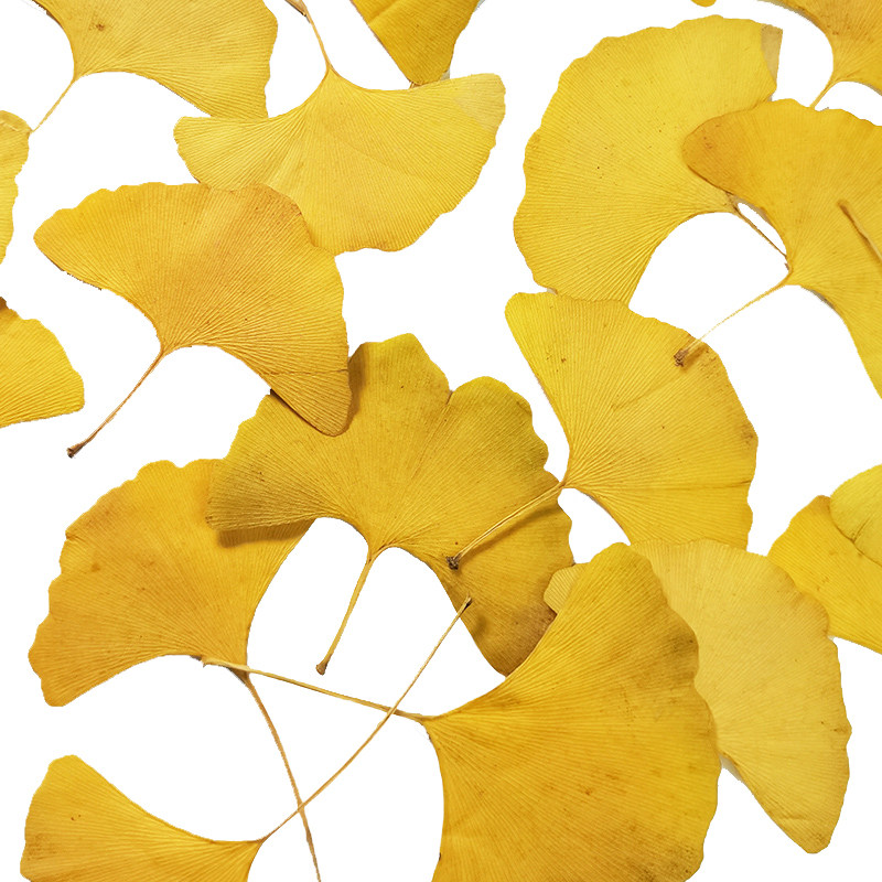 秋季银杏叶红黄绿乌桕真树叶押花标本干花隔断橱窗装饰手工材料