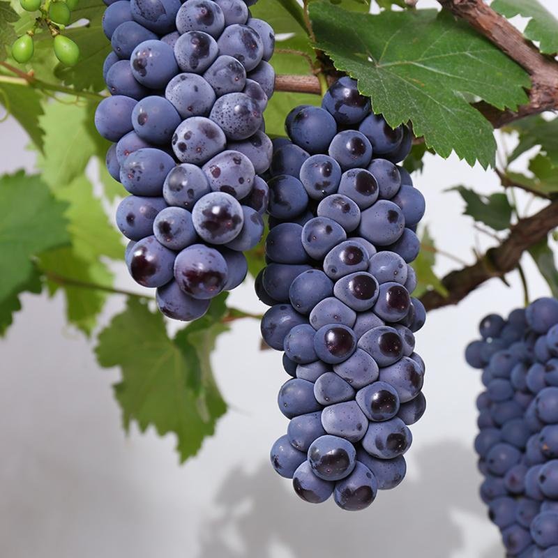 甜蜜蓝宝石葡萄苗