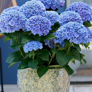 绣球花魔幻紫水晶革命海洋魔幻珊瑚贵族大花球花期长花卉植物盆栽