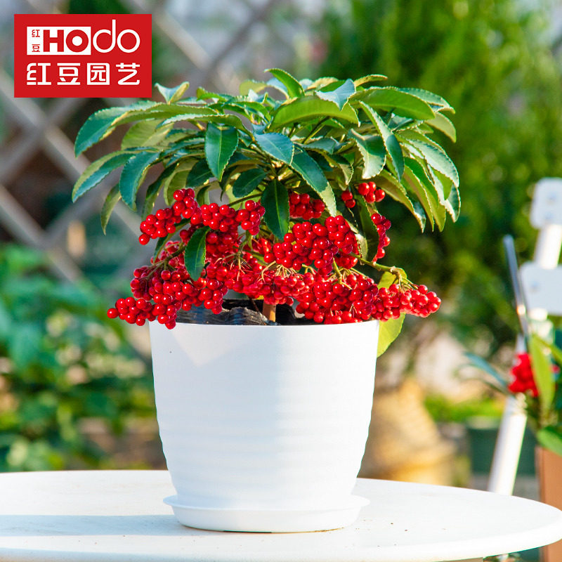 hodo/红豆 富贵籽盆栽带果矮种金玉满堂黄金万两植物耐寒耐冻花卉