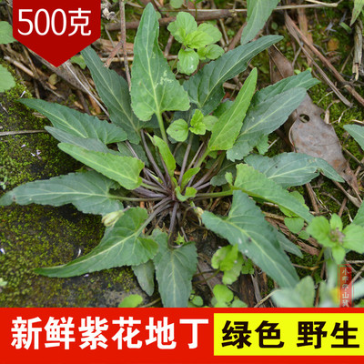 新鲜紫花地丁500克包邮现挖新鲜地丁草心叶堇菜玉如意图片