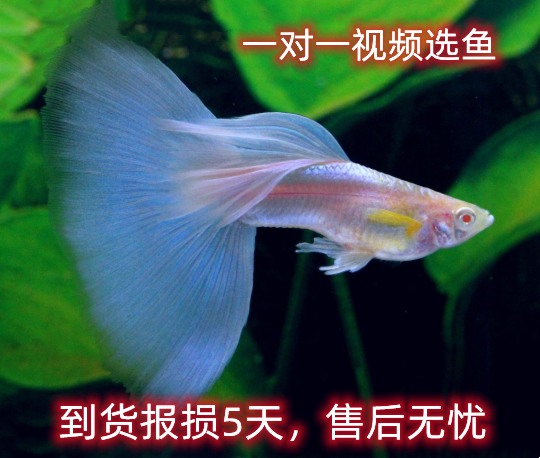 孔雀鱼纯种天空蓝缎带蝶翼大c种鱼蓝白燕尾热带观赏鱼活体淡水鱼