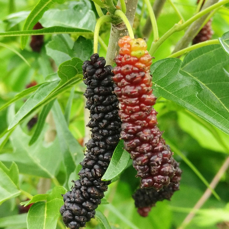 鸡甜桑果桑苗鸡脚叶桑葚果树苗特甜桑葚果树品种甜鸡桑树苗基地