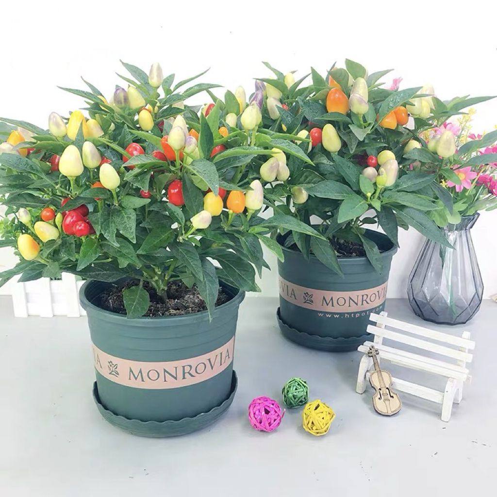 五彩椒盆栽带果发货可食用泡椒七彩辣椒观赏椒好养活室外阳台植物