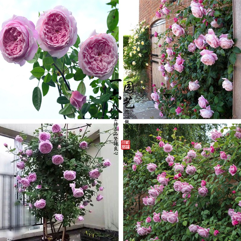 欧月浓香月季自由精神月季花浓香藤本爬藤月季花一六八园艺