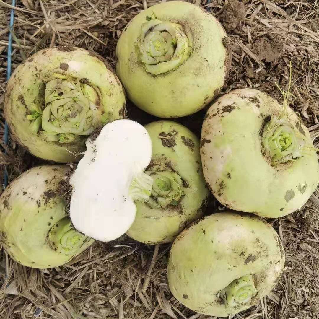 特价恰玛古_河南蔓菁3斤5斤新鲜恰玛古强碱性食物诸葛菜当季蔬菜包邮