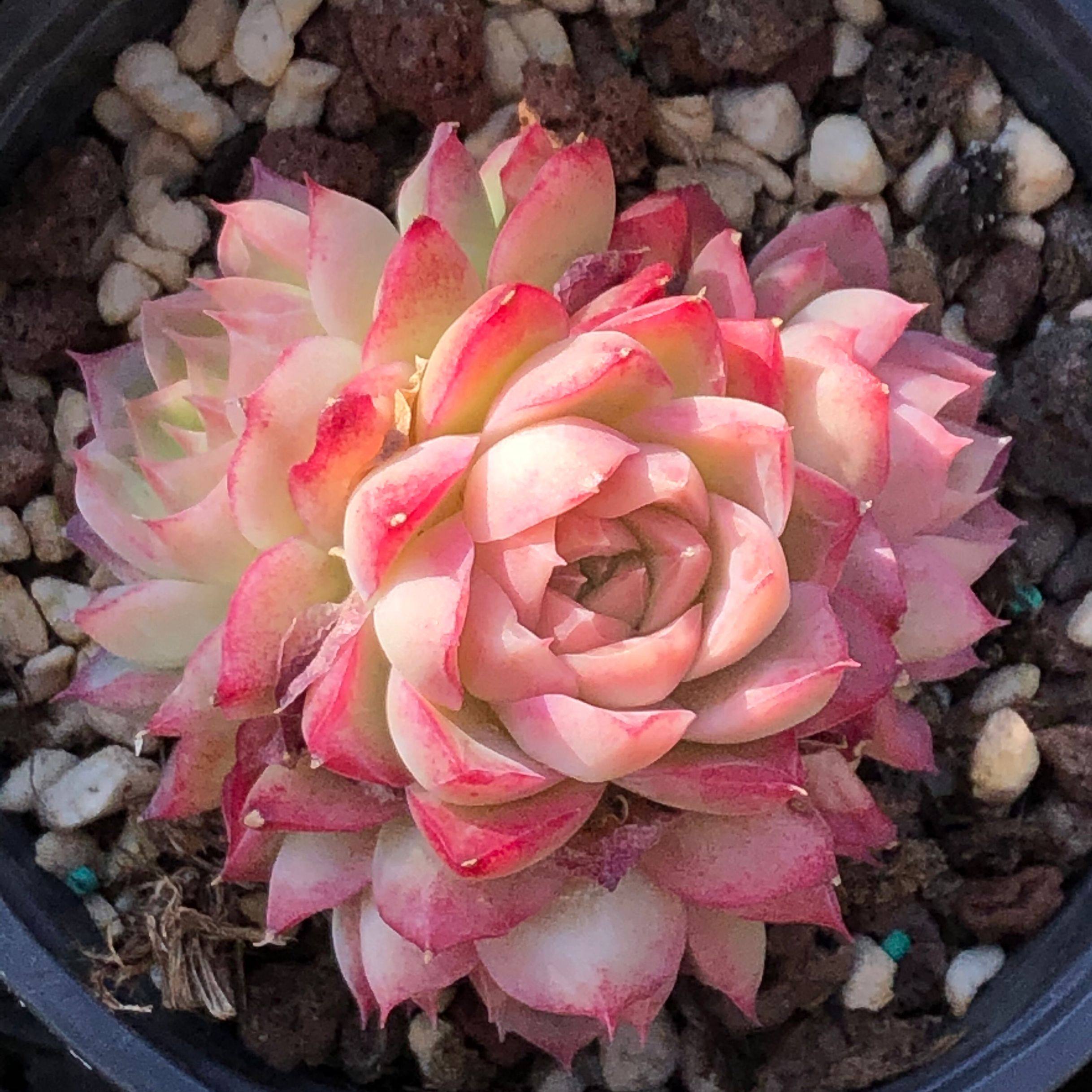 热销高端多肉植物进口