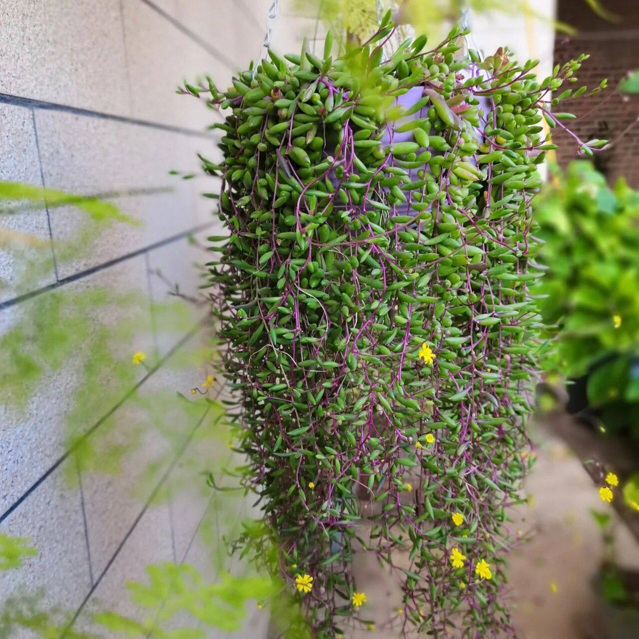 紫玄月锦彩色多肉群生大颗开花垂吊吊篮肉肉阳台绿植含盆吸甲醛