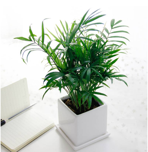 袖珍椰子重庆花卉小植物办公室桌面盆栽室内绿植观叶盆景净化空气