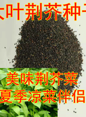 荆芥菜种籽河南大叶菜籽蔬菜种子