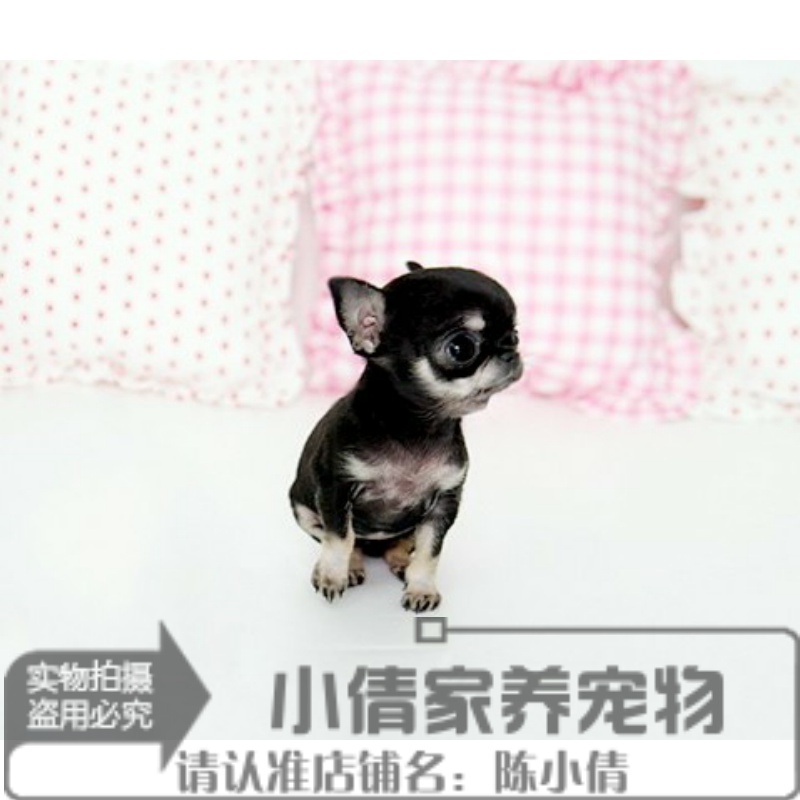 出售纯种吉娃娃幼犬苹果头大眼睛墨西哥茶杯幼犬宠物活体狗狗h