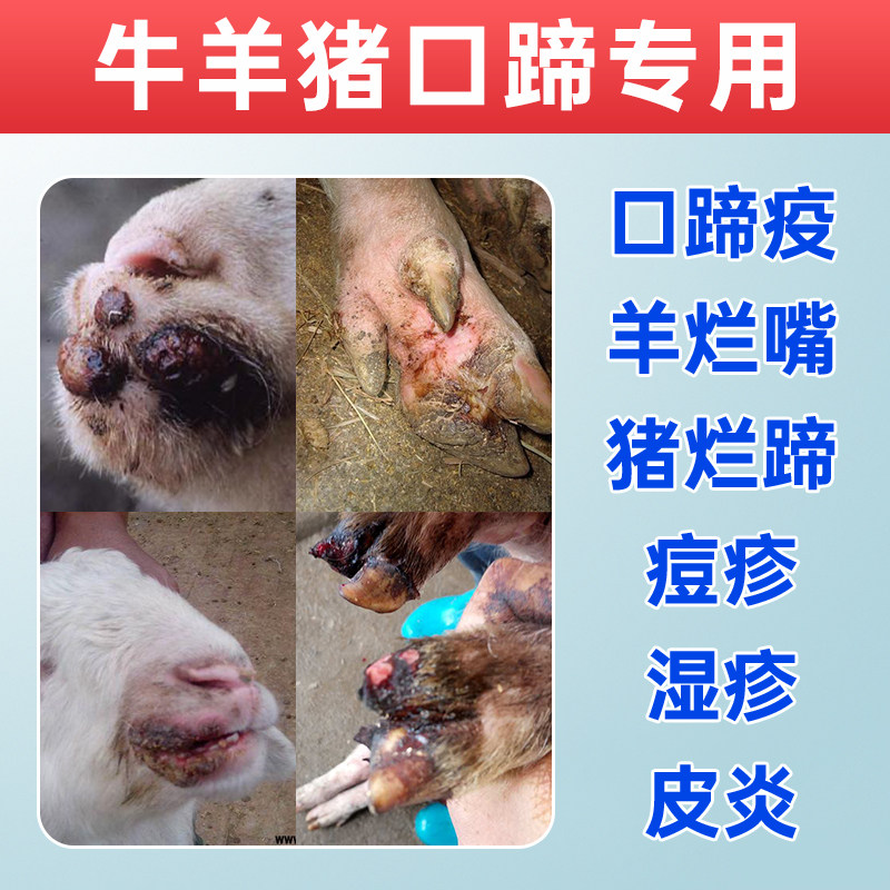 羊口蹄疫出现原因及治疗方法