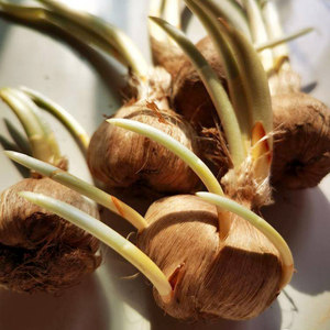 藏红花种球番红花盆栽植物花卉苗种孑子潘西红花根耐寒冬季多年生