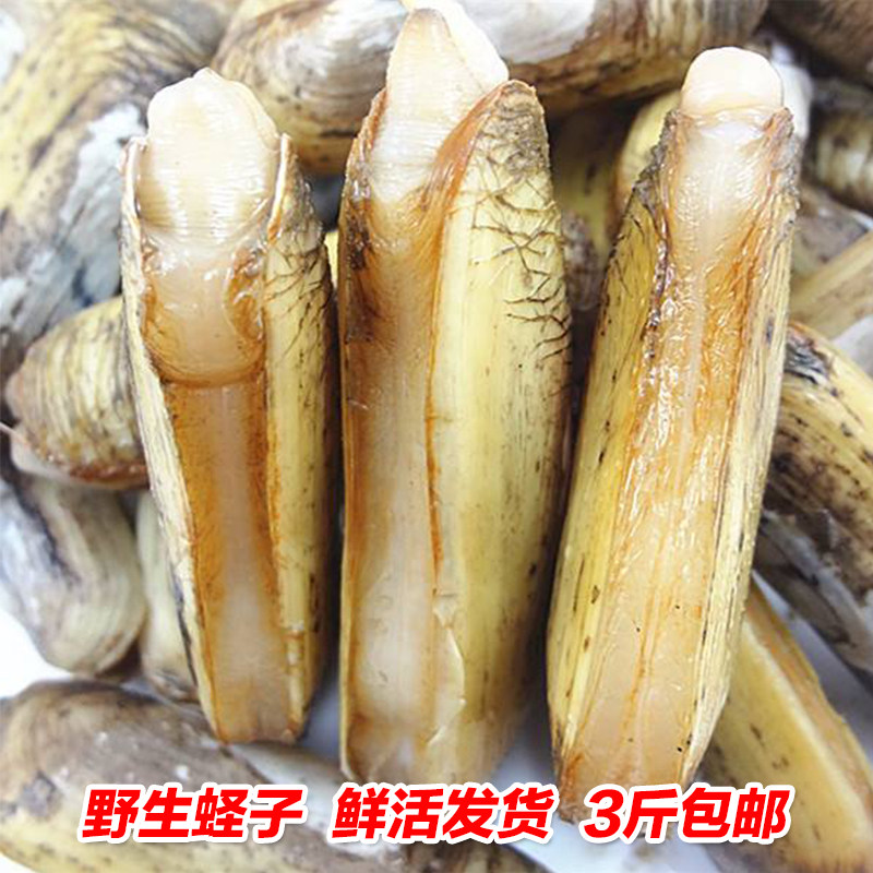 蛏子鲜活海鲜水产青岛无沙大竹节蛏活小竹蛏王特大贝类贝壳类包邮