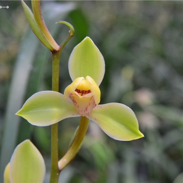 建兰水仙瓣 中华水仙 花卉绿植盆栽 夏秋季带花苞