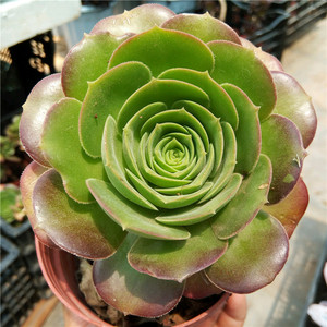 香炉盘法师一物一拍老桩木质杆子盆栽花卉绿植多肉植物趣味吸甲醛