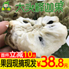 台灣牛奶大目釋迦果3斤大果進口當季水果番荔枝釋迦水果新鮮包郵 台灣牛奶大目釋迦果3斤大果進口當季水果番荔枝釋迦水果新鮮包郵