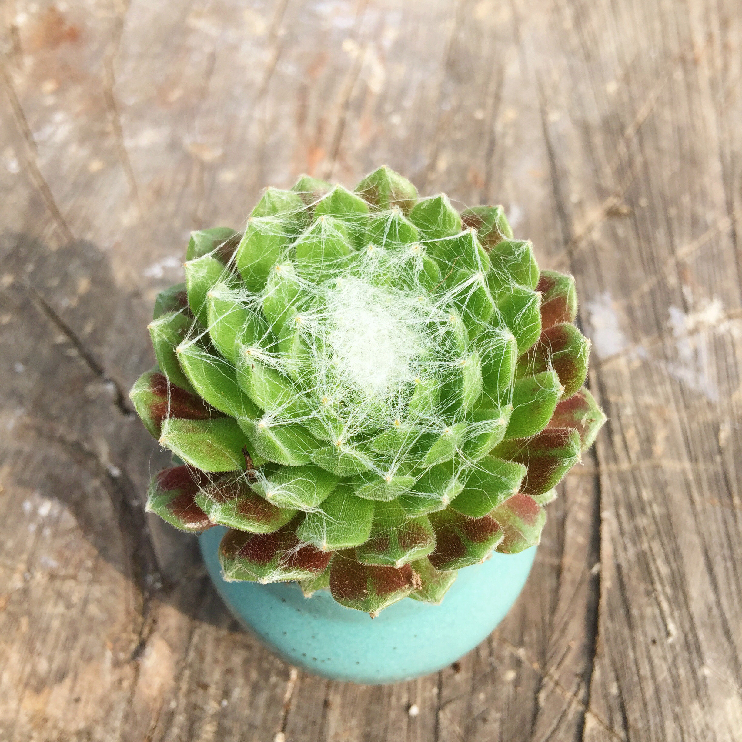 蛛丝卷绢4-5cm毛绒绒长生浓密毛发可爱另类多肉多肉植物