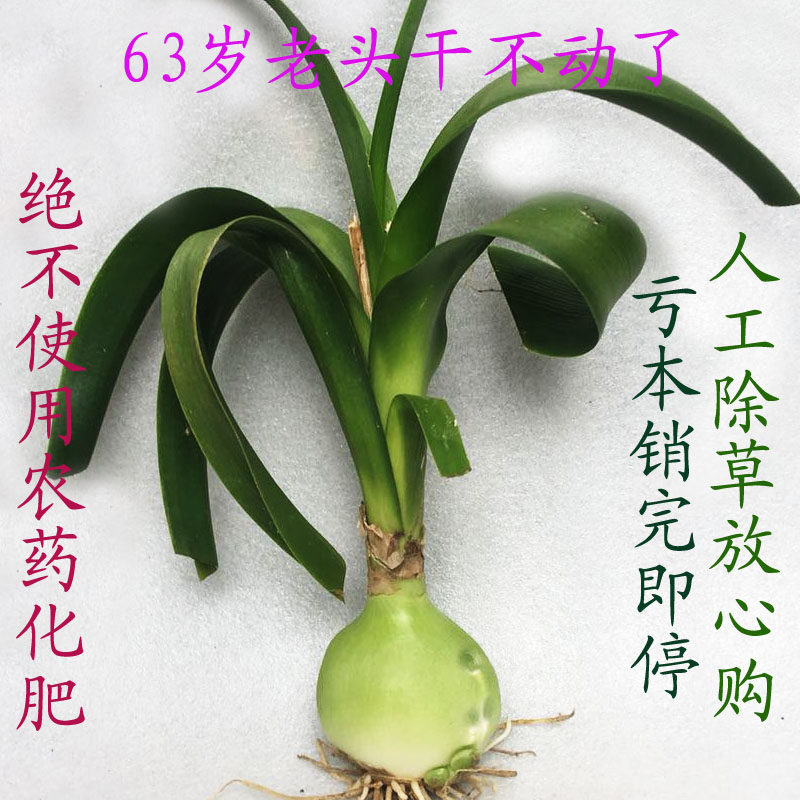 虎眼万年青旱三奇海葱玻璃草花卉种球种子食用药用中草药多肉植物