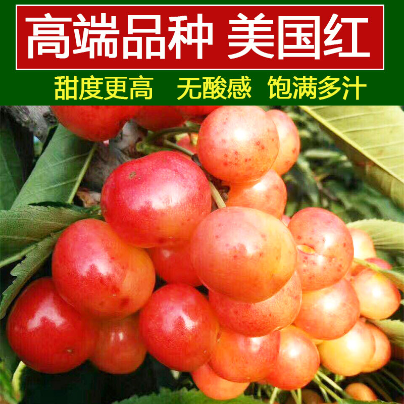 现摘现发大连美国红黄樱桃孕妇新鲜水果5斤黄水晶车厘子黄蜜甜