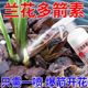 兰花多箭素兰花专用营养液正品催花延花期爆芽治黄叶液体肥浓缩