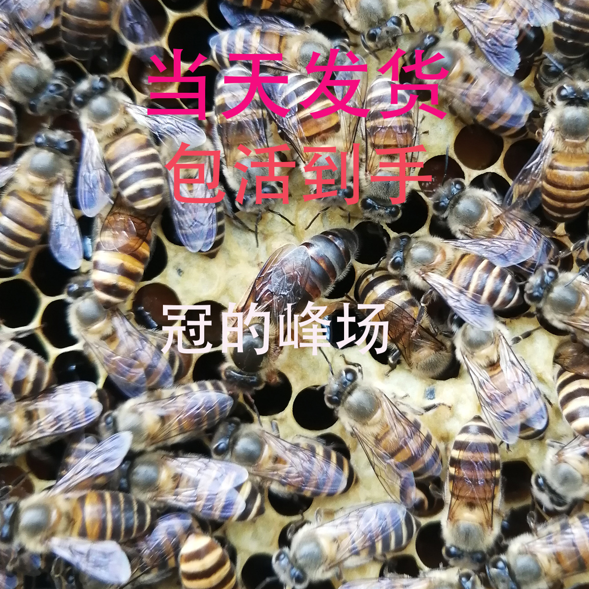 中蜂蜂王蜂群蜜蜂活群带蜂王子脾优质阿坝红环产卵强带箱笼蜂包活-淘宝网
