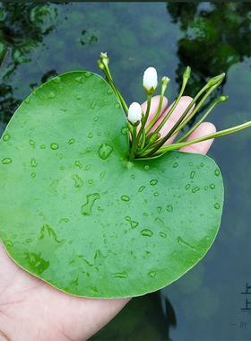 水生植物的特点图片