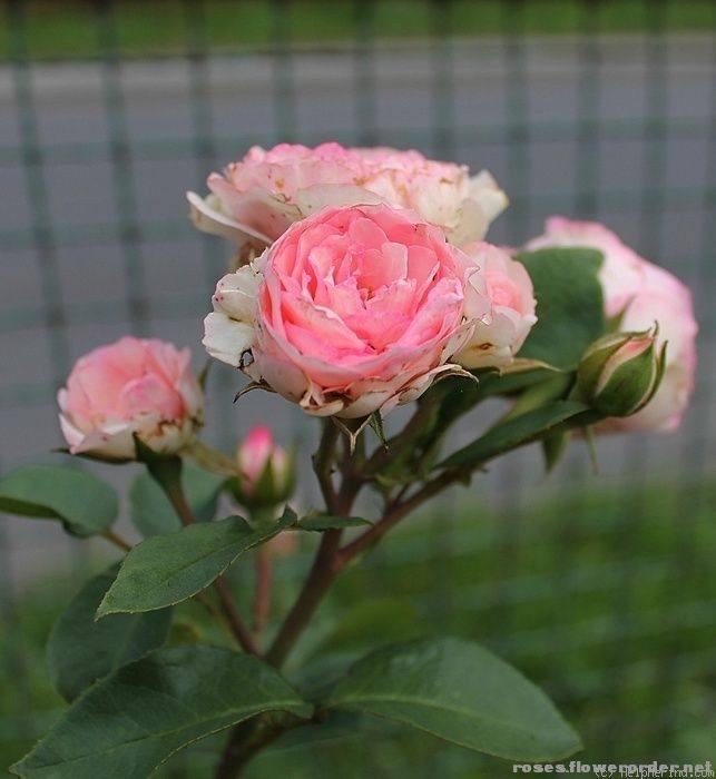 起初园艺 灌小伊微型伊甸玫瑰 小伊甸园mini eden rose 欧月季