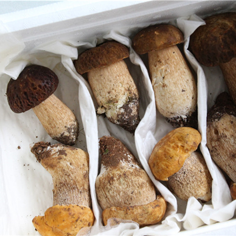 美味牛肝菌云南特产南华新鲜野生白牛肝菌大脚菇食用菌蘑菇1000克