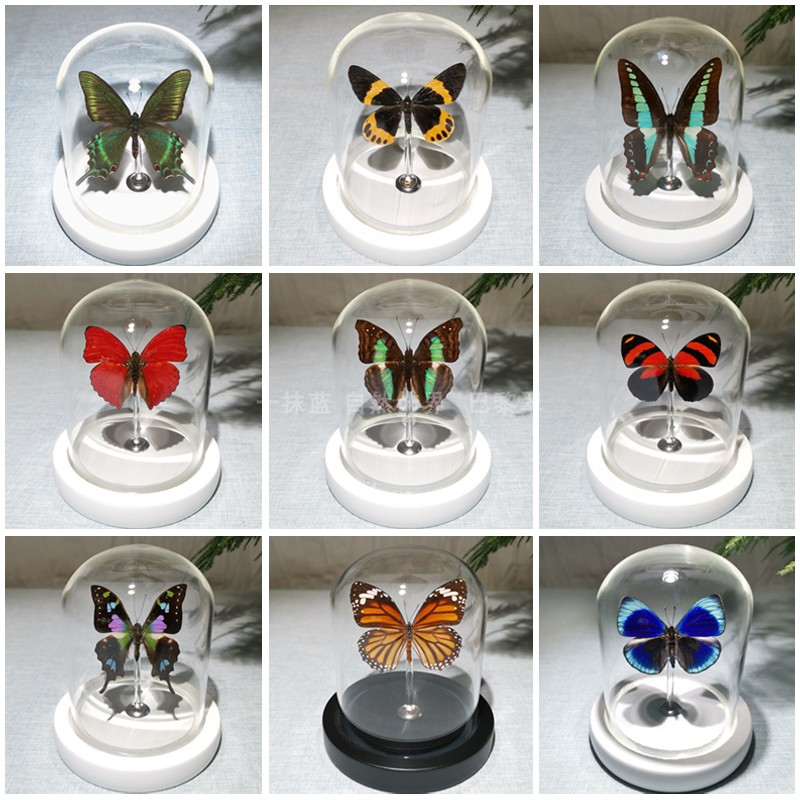 真蝴蝶标本装饰画摆件昆虫标本玻璃罩节日礼品伴手礼动物之森同款